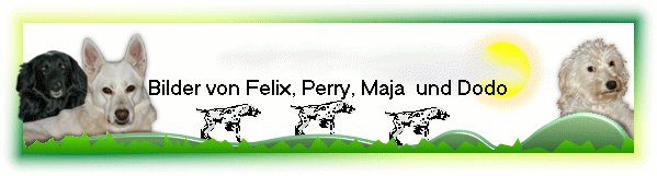 Bilder von Felix, Perry, Maja  und Dodo